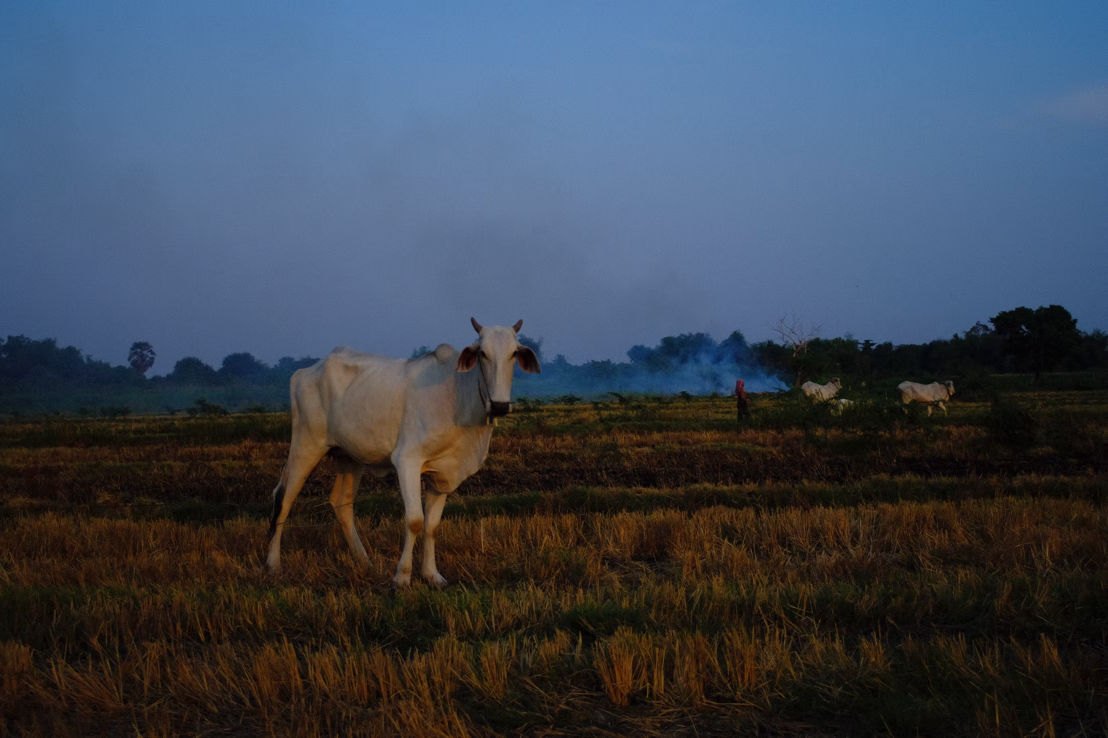 COUNTRY photograph 18
