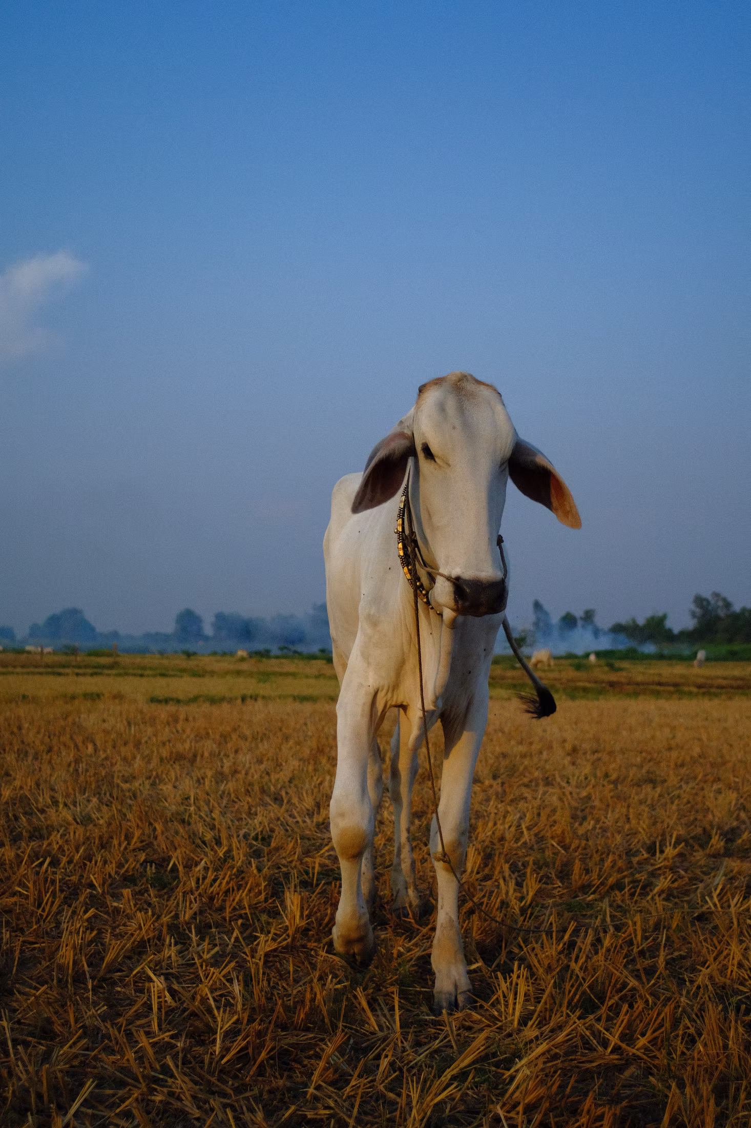 COUNTRY photograph 5