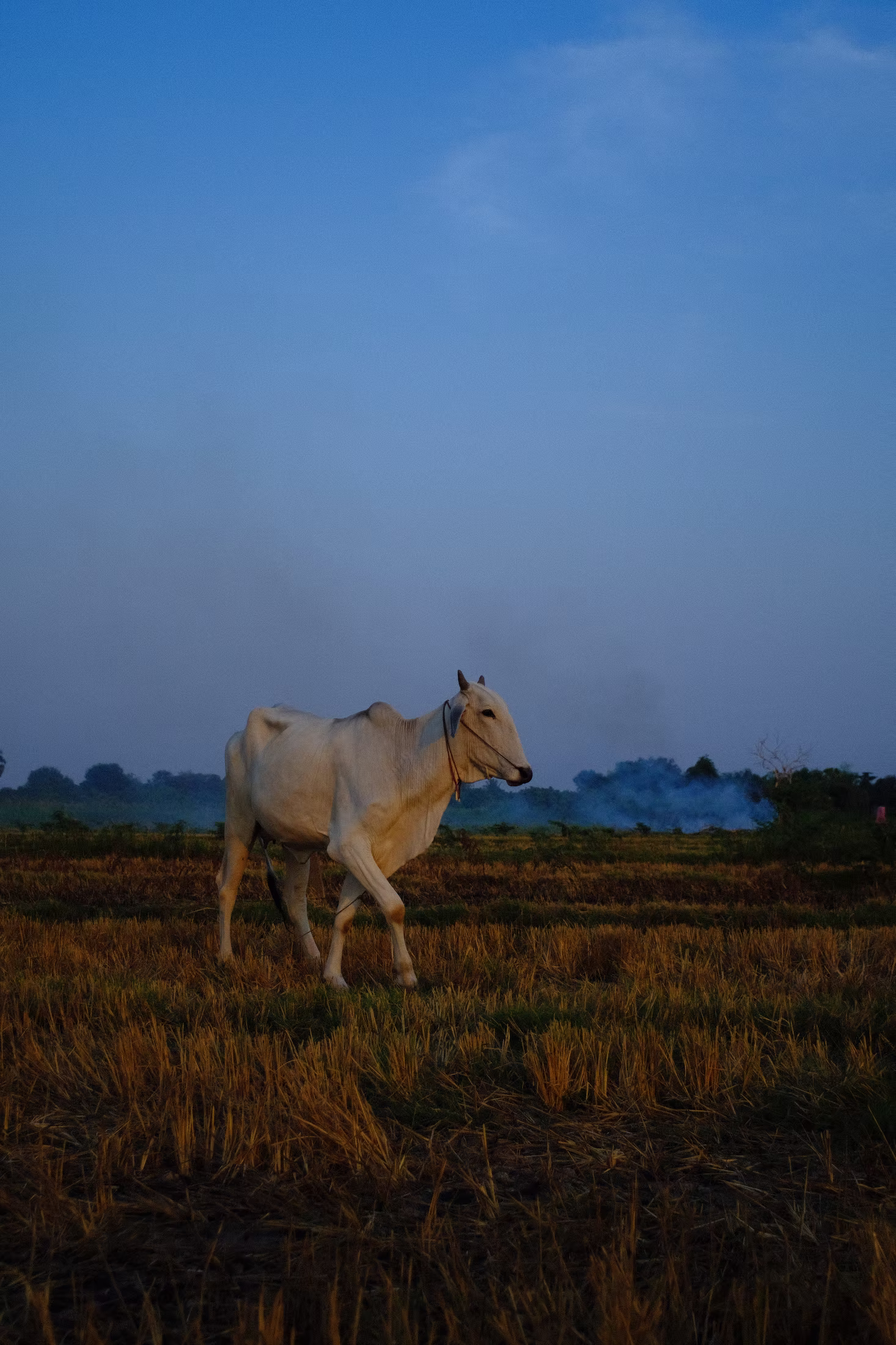 COUNTRY photograph 4