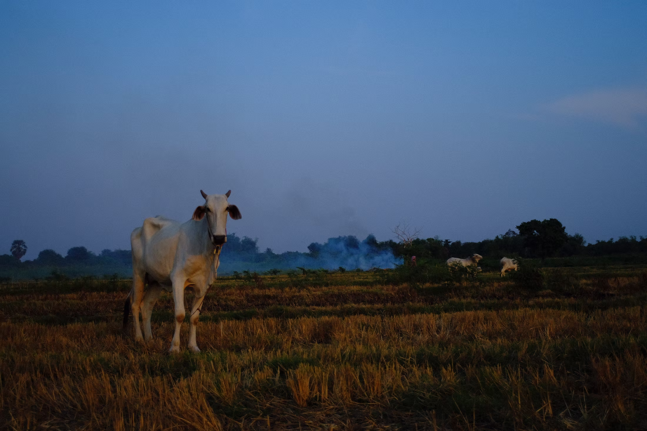 COUNTRY photograph 2