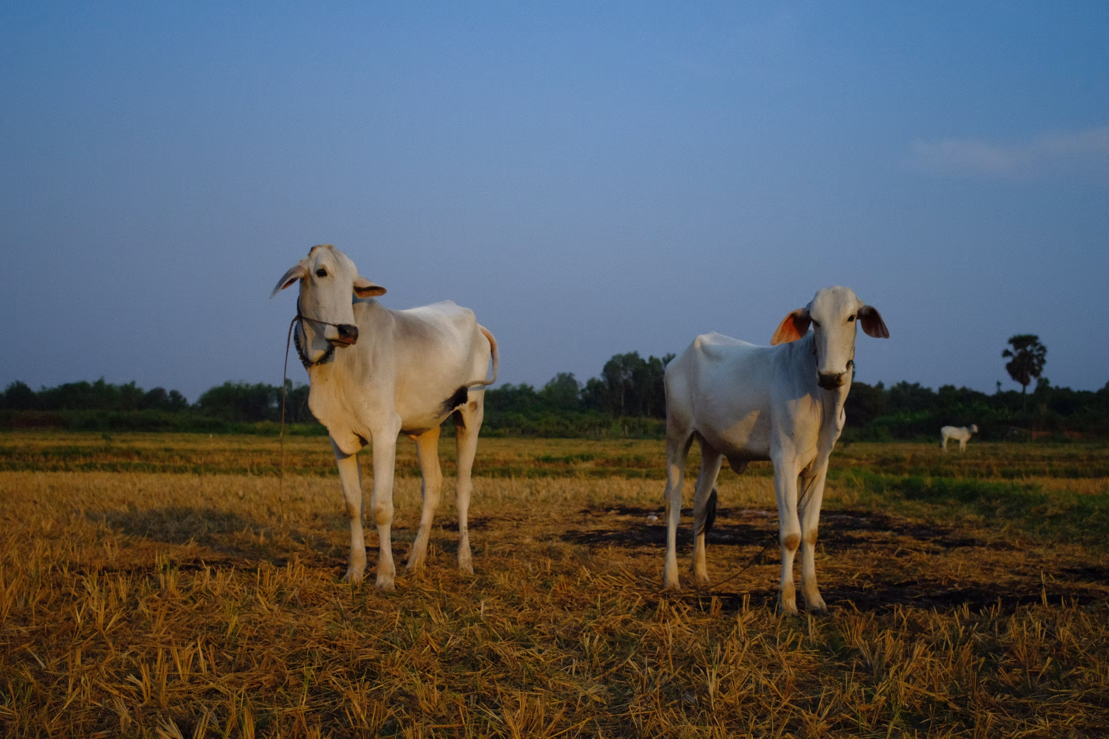 COUNTRY photograph 21