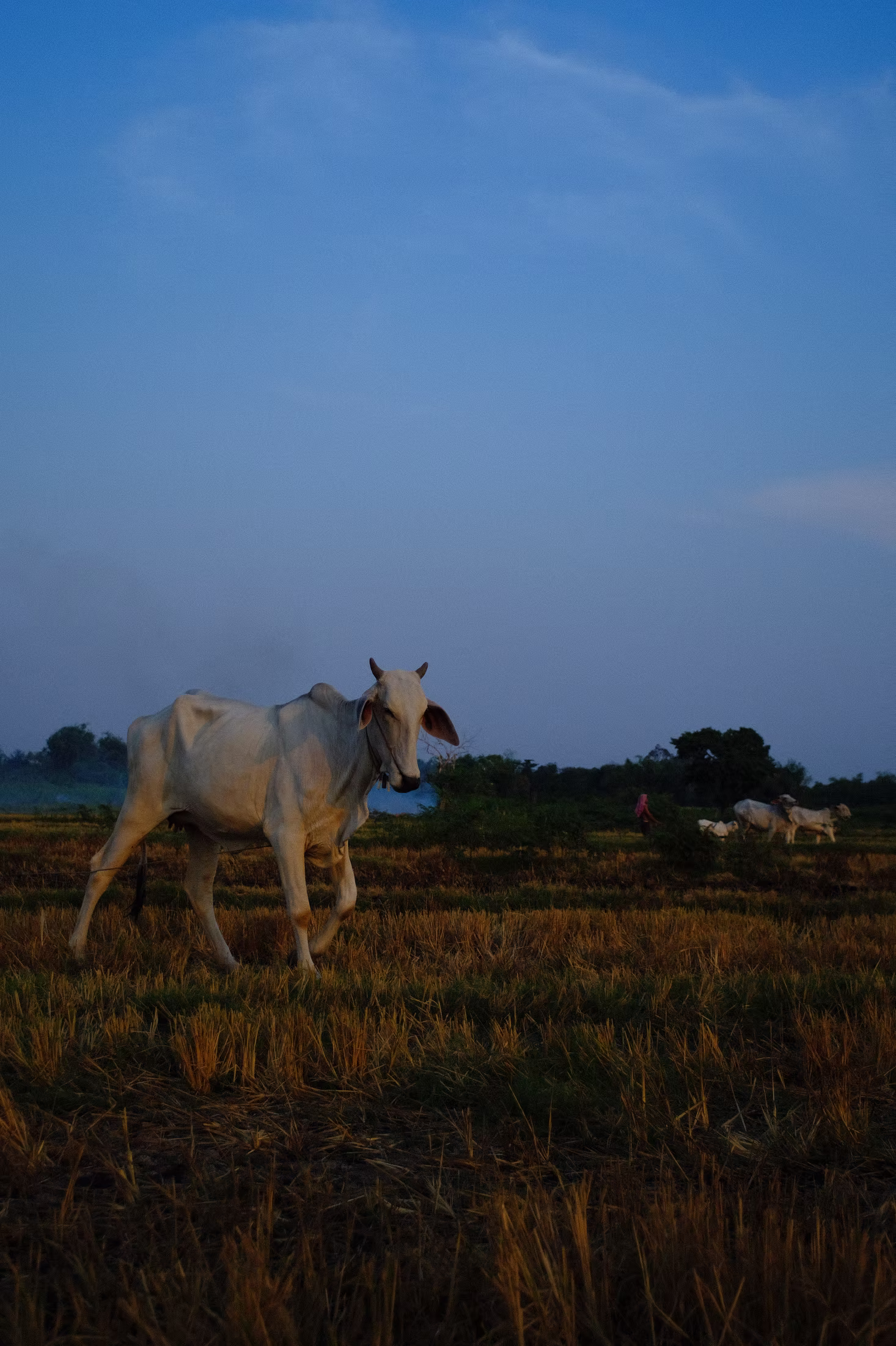 COUNTRY photograph 7