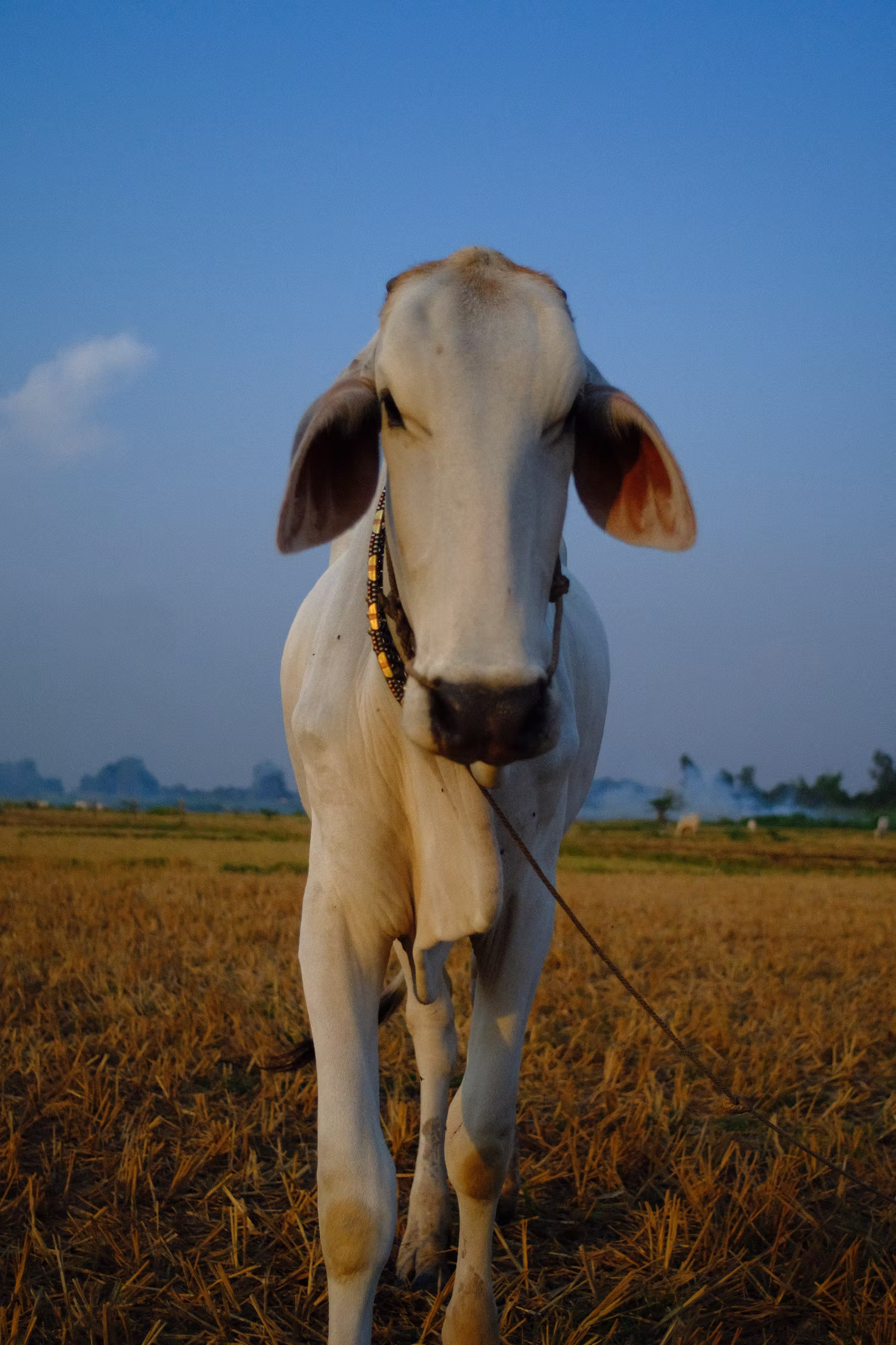COUNTRY photograph 20